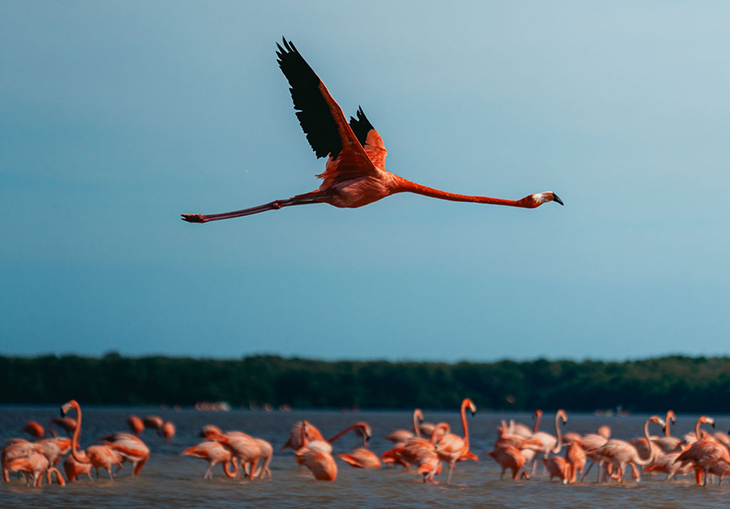 Reserva de la Biósfera, Celestún, Yucatán