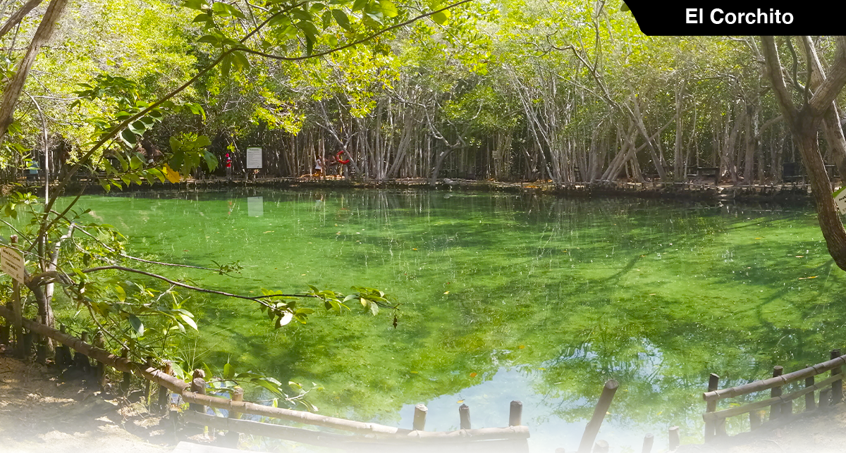 In this section you will find: Information about the El Corchito Ecological Reserve, Images of the Attractions, Services center, Location, Hours, Visitor Services and Attention, Social Media, Map of the Zone, Location Applications like Waze and Maps, and other Cultur web pages."